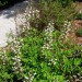 Spiked White Indigo